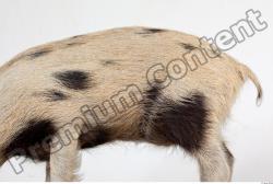 Skin Pig